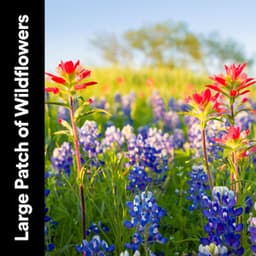 Large Patch of Wildflowers - Thanael Wendtura