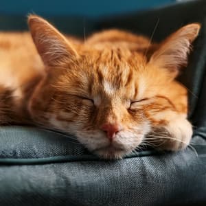 Armonías De Gatos: Ritmos Musicales Suaves Lofi - Chill Out Suave