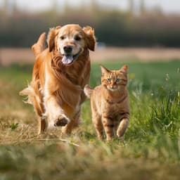 Saltos Amorosos: Música Tranquila Para Mascotas - Motivos de amor