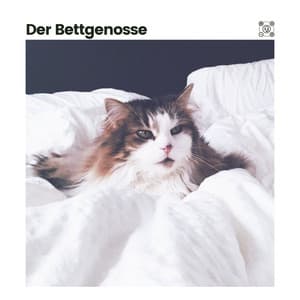 Der Bettgenosse - Katzenmusik