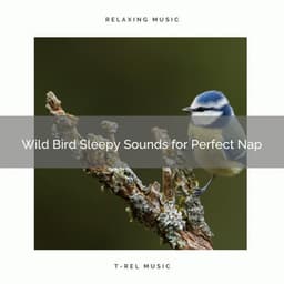 2021 New: Wild Bird Sleepy Sounds for Perfect Nap - Sleep Songs 101