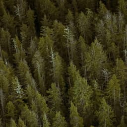 1AM Nature Sounds: Natural Wonders - Baltic Nature Sounds