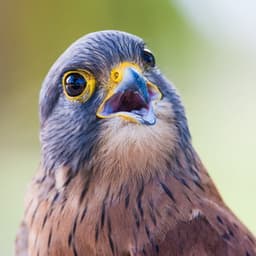 Bird Sounds - White Noise Sounds