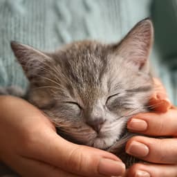 The Feline Orchestra: A Symphony For Content Cats - Harmonious Journey Music