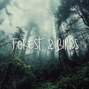 Forest & Birds - Nature Chillout