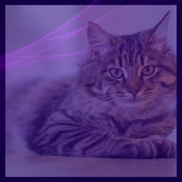 Happy Music for Afternoon and Cats - Harmonica Solo - Calm Music for Cats