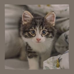 Tasteful Jazz Violin - Background for Scratching Kittens - Calming Cat Music