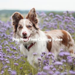 Dog Nap Time Chilling Tunes - Frühstücksmusik