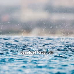* sounds of forest rain * - Ambient Rain