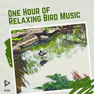 1 Hour of Relaxing Bird Music - #Zen