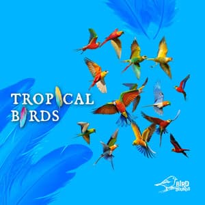 Tropical Birds - Bird Sounds