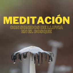 Meditación Con Sonidos De Lluvia En El Bosque - Sonidos de lluvia tranquila
