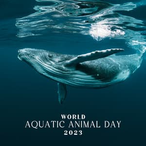 World Aquatic Animal Day 2023: Underwater Sounds with Instrumental Melodies - Animal Melody Wizard