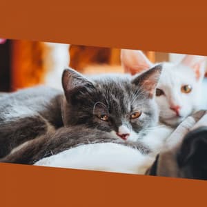 Music for Kitty Cats - Music for Resting Cats