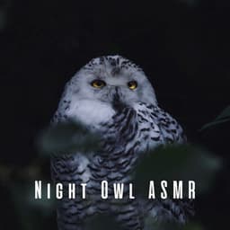 Night Owl ASMR - Owl Sounds Recordings