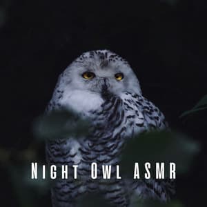 Night Owl ASMR - Owl Sounds Recordings