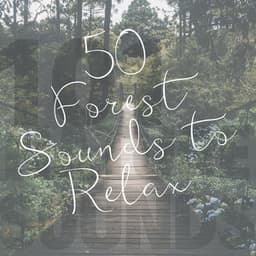 50 Forest Sounds to Relax - 101 Nature Sounds