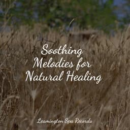 Soothing Melodies for Natural Healing - Natureza Musica Bem-Estar Academia