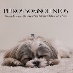 Perros Somnolientos: Música Relajante De Lluvia Para Calmar Y Relajar A Tu Perro - Alguna música