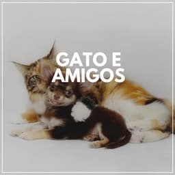 Gato E Amigos - Musica para Gatos