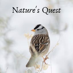 Natures Quest - Sleep Tight