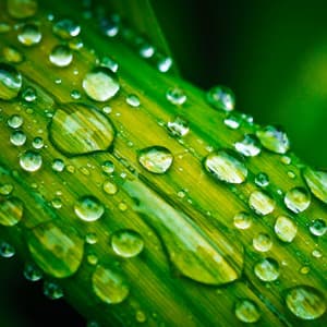 Nature and Rain - Relaxing Music Company
