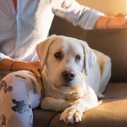 Armonía Relajante: Melodías Orquestales Para Perros - Raymond Floyd