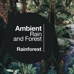 Ambient Rain and Forest - Rainforest