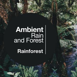 Ambient Rain and Forest - Rainforest