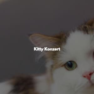 Kitty Konzert - Easy Relaxing Acoustics