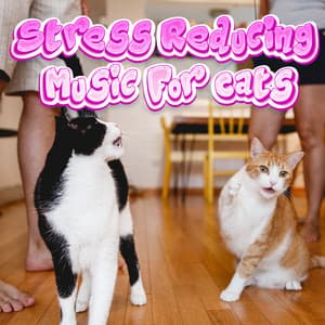 Music Proven To Reduce Stress In Cats & Kittens - Stress Reducing Music For Cats