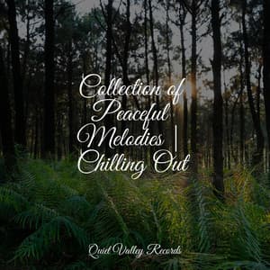 Collection of Peaceful Melodies | Chilling Out - Lush Rain Creators