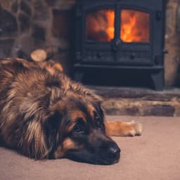 Flameside Recitative Dog Zen: Music for Stress Relief - Flamespad Nature Fire Sounds