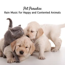 Pet Paradise: Rain Music for Happy and Contented Animals - Rain Sounds for Sleep Aid