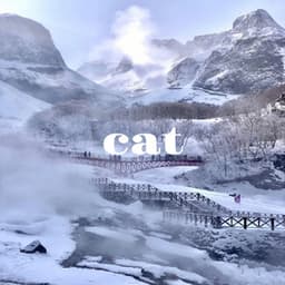 cat - Piano Dreamers