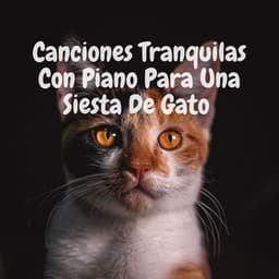 Canciones Tranquilas Con Piano Para Una Siesta De Gato - Música clásica de piano de la nueva era