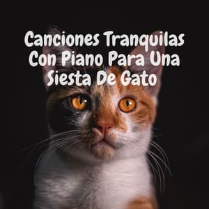 Canciones Tranquilas Con Piano Para Una Siesta De Gato - Música clásica de piano de la nueva era