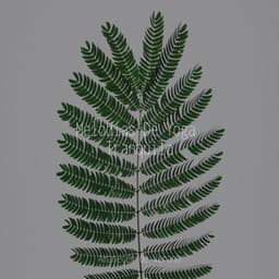 Melodías De Yoga Tranquilo - Relaxing Mindfulness Meditation Relaxation Maestro