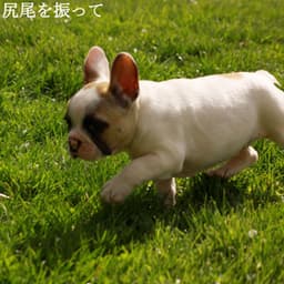 尻尾を振って - Musica per Rilassarsi