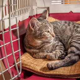 Jazz Pet Tranquility: Harmonious Melodies for Contentment - Soft Jazz Playlist