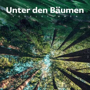 Unter den Bäumen - Vogelstimmen