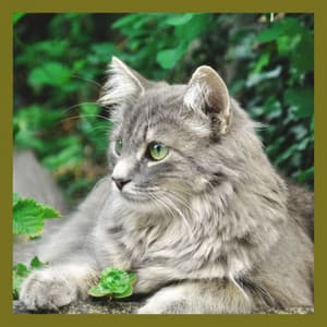 Wonderful Backdrop for Loving Cats - Calming Cat Music