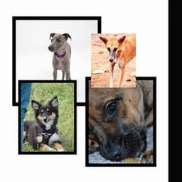 Paradise Like - Morning Walks - Songs for Dogs to Sleep To