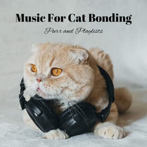 Music For Cat Bonding: Purr and Playlists - Easy Sunday Morning Music