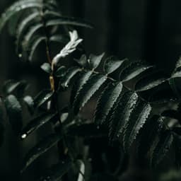 50 Sounds for Spa & Serenity - Relaxing Nature Sounds Collection