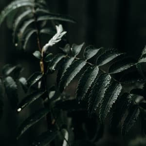 50 Sounds for Spa & Serenity - Relaxing Nature Sounds Collection