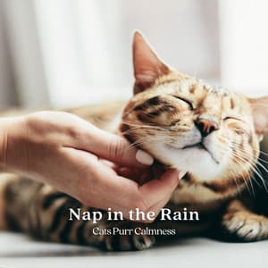 Nap in the Rain: Cats Purr Calmness - Effectum