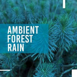 Ambient Forest Rain - Rain Sounds & White Noise