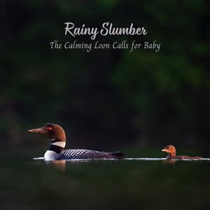 Rainy Slumber: The Calming Loon Calls for Baby - Forest Rain FX