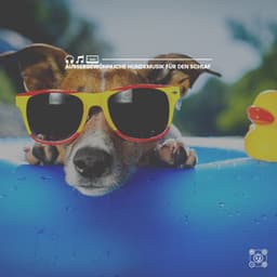 Außergewöhnliche Hundemusik für den Schlaf - Hundemusik